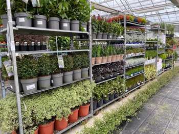 AV exploitation horticole et jardinerie de renom