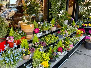 Vente FDC fleuriste en centre ville de Saint-Amand