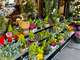 Vente FDC fleuriste en centre ville de Saint-Amand