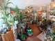 Vente FDC fleuriste à Lorient centre