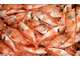Vente poissonnerie restaurant en bord de mer 66