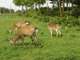 Parc animalier à reprendre Morbihan (56)