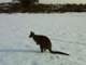 Parc animalier à reprendre Morbihan (56)
