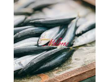 AV FDC poissonnerie excellente visibilité Toulouse