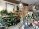 Fonds de commerce fleuriste à vendre à Guichen
