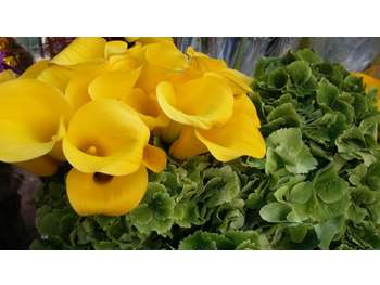 A vendre fleuriste traditionnel à Paris 75012
