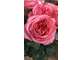 Vente Artisan fleuriste en centre ville Yvelines