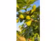 Vente propriété agricole arboricole 2.3ha Tourbes