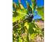 Vente propriété agricole arboricole 2.3ha Tourbes