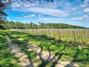 AV domaine viticole en agriculture bio Tourouzelle