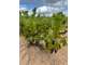 Parcelles de vignes à vendre à Regnie Durette (69)