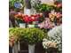 Vente FDC fleuriste murs et fonds proche Lisieux