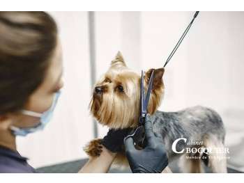 Vente salon de toilettage chiens et chats dept 44