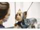 Vente salon de toilettage chiens et chats dept 44