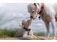Vente FDC pension canine à 40 min de Dijon
