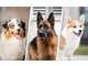 Vente FDC pension canine à 40 min de Dijon