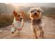 Vente FDC pension canine à 40 min de Dijon