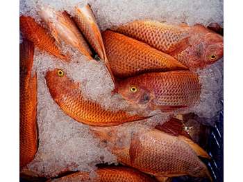 Vente FDC poissonnerie en Nord Loire