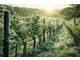 Vente brasserie en plein coeur des vignes Gironde