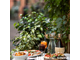Vente restaurant à thème pizzeria dans le Var