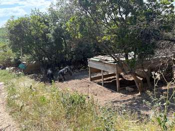 Exploitation agricole – Élevage porcin – Gard