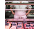 Vente boucherie charcuterie en centre station 44