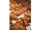 Vente boulangerie pâtisserie empl stratégique Gard
