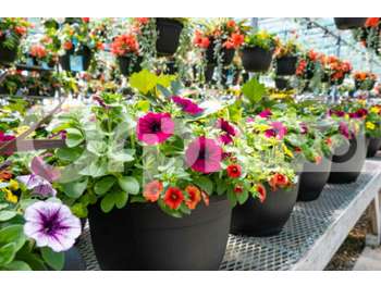 FDC négoce de plants plantes à vendre à Lapalisse