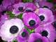 Vente fleuriste traditionnel empl N°1 bis dept 94