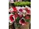 Vente fleuriste traditionnel en angle 92