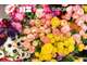 Vente FDC fleuriste en Ille-et-Vilaine (35)