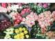 Vente FDC fleuriste en Ille-et-Vilaine (35)