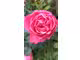 FDC fleurs à vendre à Paris 75012 axe passant