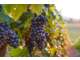 Vente domaine viticole sur les Pyrénées Orientales