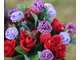 Vente FDC grossiste fleurs et plantes à Bastia