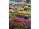 Vente FDC grossiste fleurs et plantes à Bastia