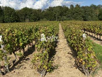 Cède domaine viticole bourgogne crus du Beaujolais