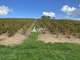 Cède domaine viticole bourgogne crus du Beaujolais