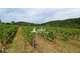 AV parcelles vignes aoc Bugey à St Martin du Mont