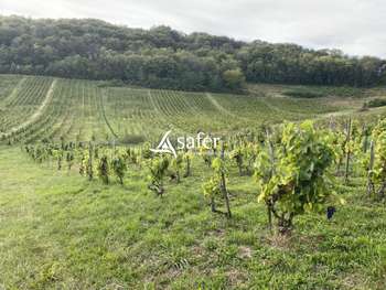 AV parcelles vignes aoc Bugey à St Martin du Mont