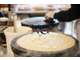 Vente fonds bar crêperie licence IV à La Baule