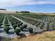 Exploitation horticole à céder à Sandillon