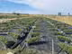Exploitation horticole à céder à Sandillon