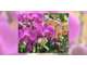 Fonds de fleurs, cadeaux à vendre sur Cherbourg