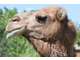 Vente parc animalier en Sud Ardèche