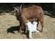 Vente parc animalier en Sud Ardèche