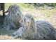 Vente parc animalier en Sud Ardèche