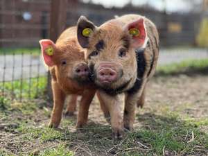 Vente  Animalerie - Chasse - P&ecirc;che Lussas