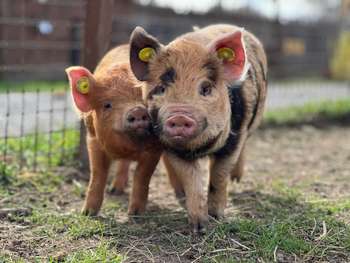 Vente parc animalier en Sud Ardèche