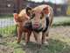 Vente parc animalier en Sud Ardèche